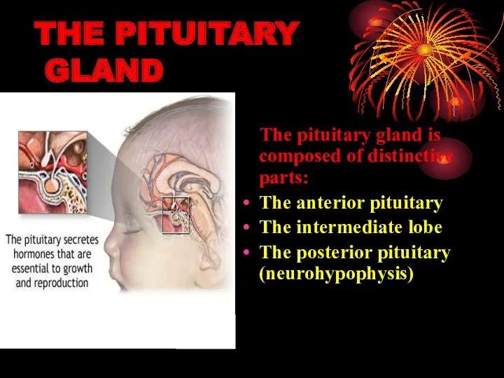 THE PITUITARY GLAND The pituitary gland is composed of distinctive