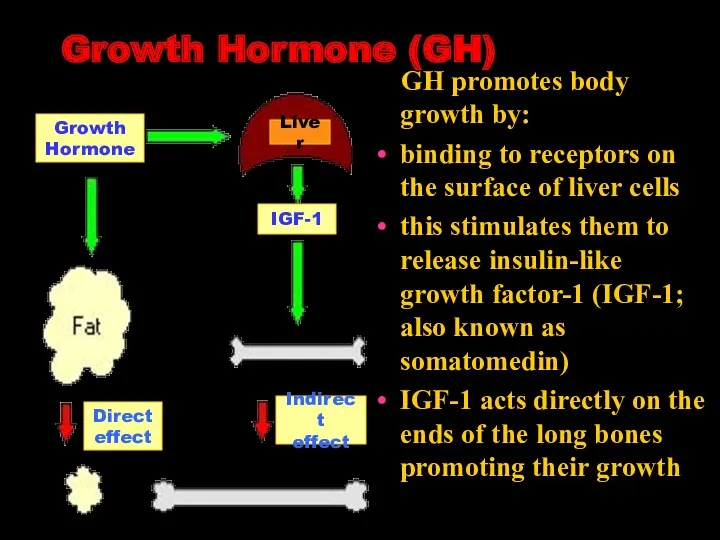 Growth Hormone (GH) GH promotes body growth by: binding to