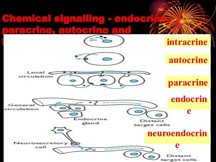 Chemical signalling - endocrine, paracrine, autocrine and intracrine mechanisms intracrine paracrine autocrine neuroendocrine endocrine