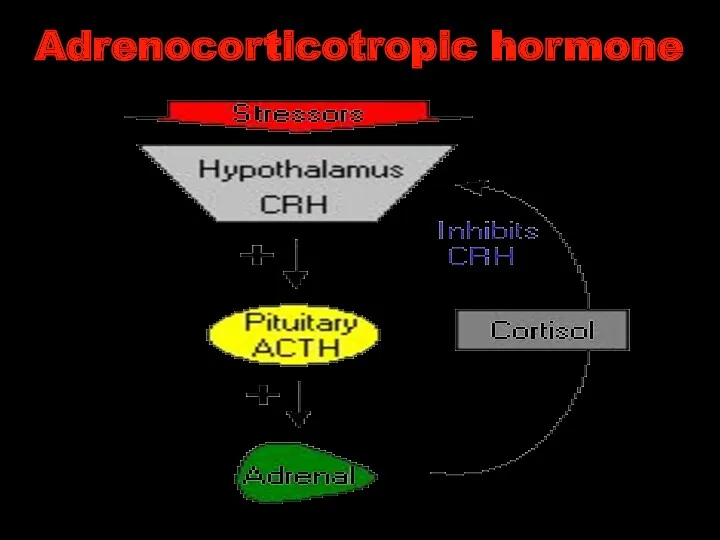 Adrenocorticotropic hormone