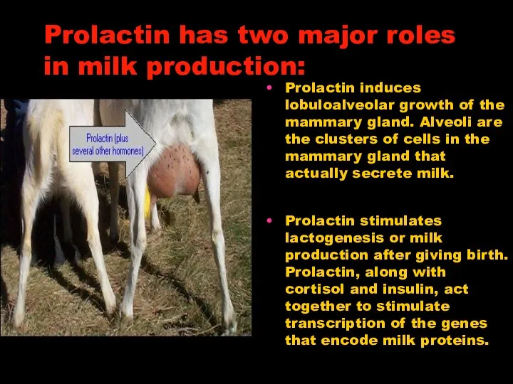 Prolactin has two major roles in milk production: Prolactin induces