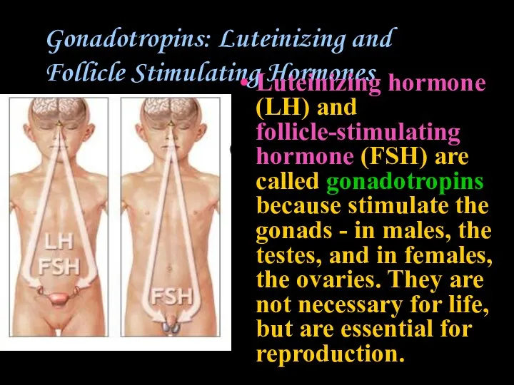 Gonadotropins: Luteinizing and Follicle Stimulating Hormones Luteinizing hormone (LH) and