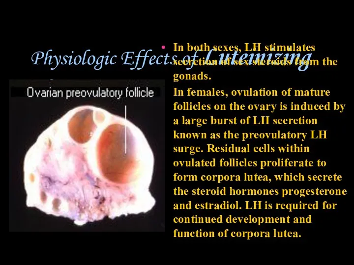 Physiologic Effects of Luteinizing Hormone In both sexes, LH stimulates