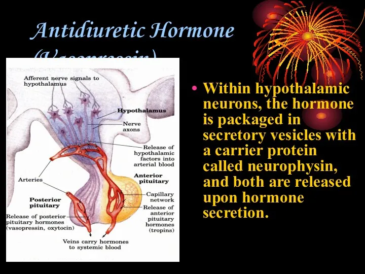 Antidiuretic Hormone (Vasopressin) Within hypothalamic neurons, the hormone is packaged