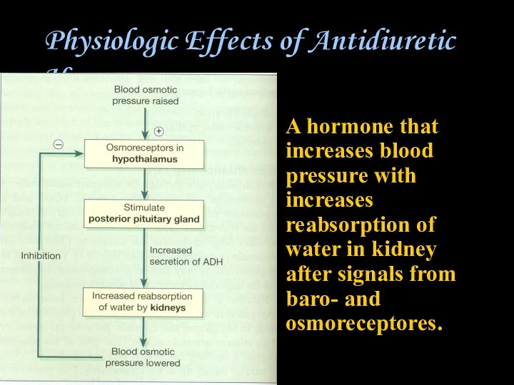 Physiologic Effects of Antidiuretic Hormone A hormone that increases blood