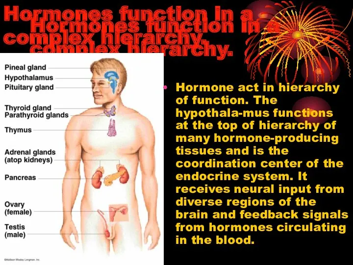 Hormones function in a complex hierarchy. Hormone act in hierarchy