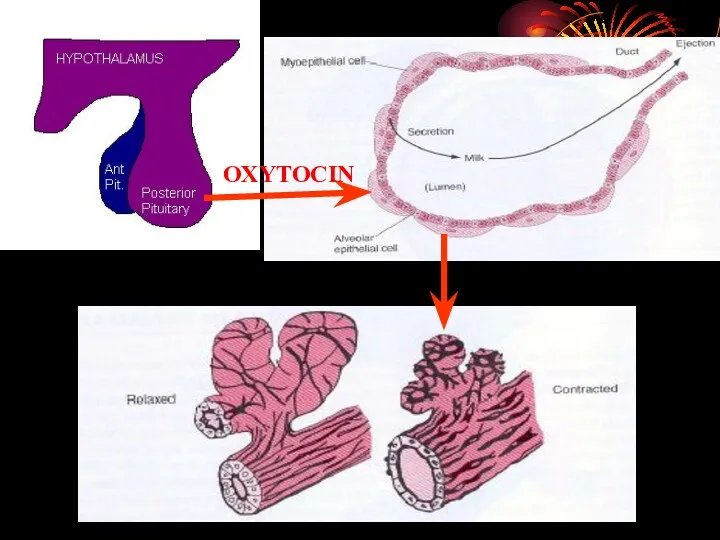 OXYTOCIN