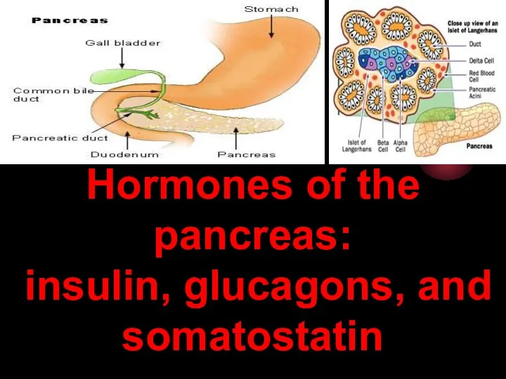 Hormones of the pancreas: insulin, glucagons, and somatostatin