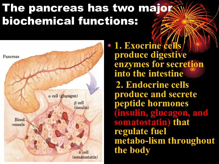 The pancreas has two major biochemical functions: 1. Exocrine cells