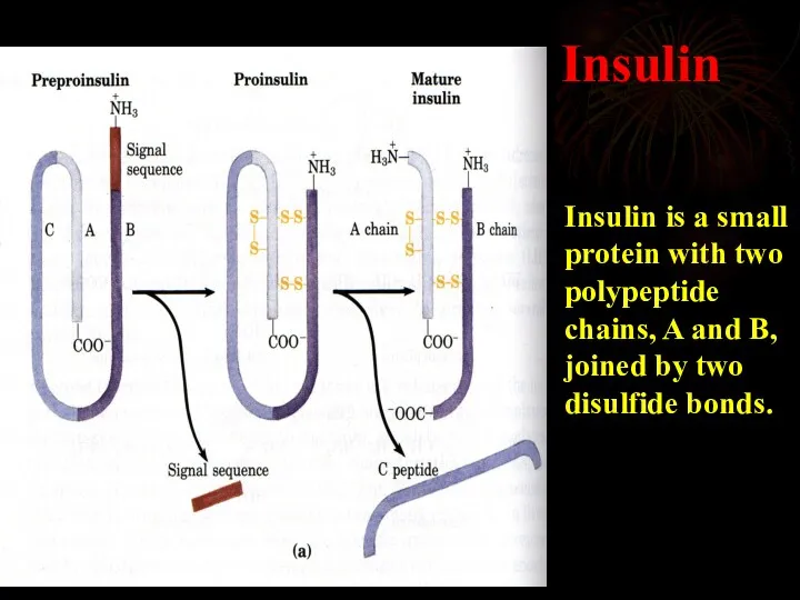 Insulin Insulin is a small protein with two polypeptide chains,