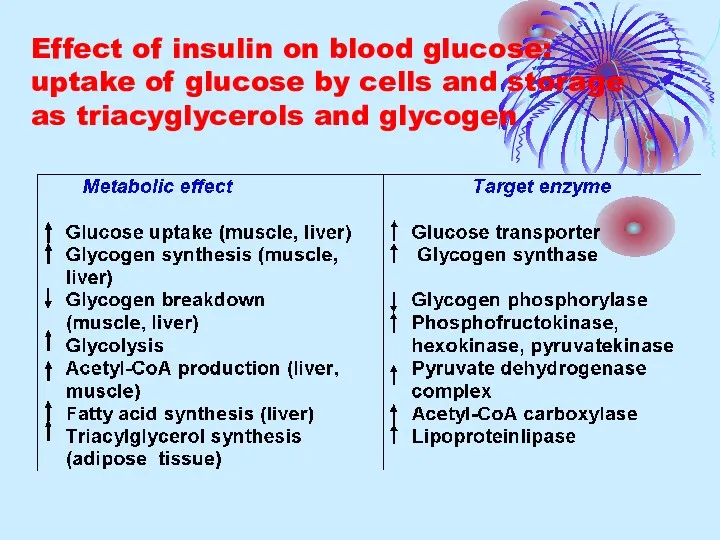 Effect of insulin on blood glucose: uptake of glucose by