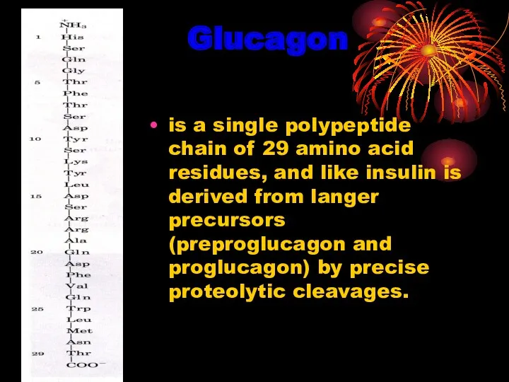 Glucagon is a single polypeptide chain of 29 amino acid