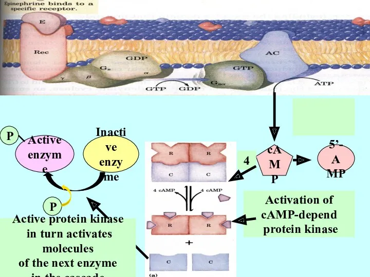 5’-AMP 5’-AMP cAMP Activation of cAMP-depend protein kinase 4 Inactive