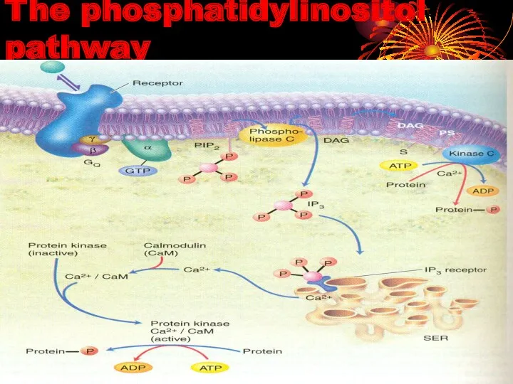 The phosphatidylinositol pathway