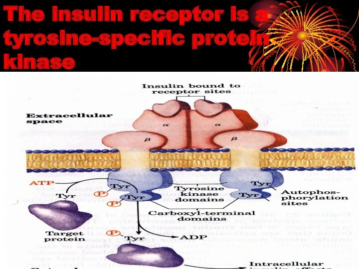 The insulin receptor is a tyrosine-specific protein kinase