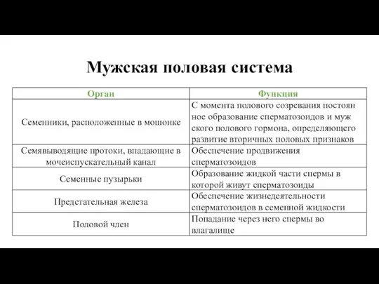 Мужская половая система