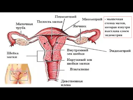 - мышечная стенка матки, которая изнутри выстлана слоем эндометрия