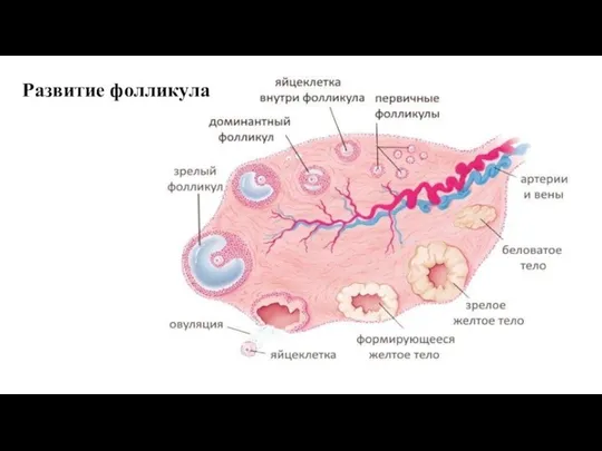 Развитие фолликула