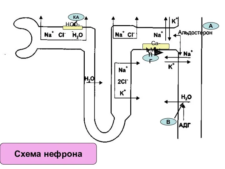 КА В ПГ А НСО3- Сa- Mg+ Схема нефрона