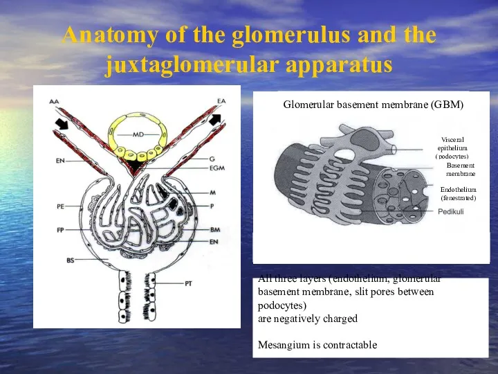 Anatomy of the glomerulus and the juxtaglomerular apparatus All three