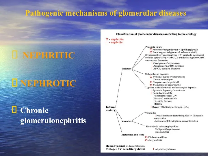 Pathogenic mechanisms of glomerular diseases NEPHRITIC NEPHROTIC Chronic glomerulonephritis