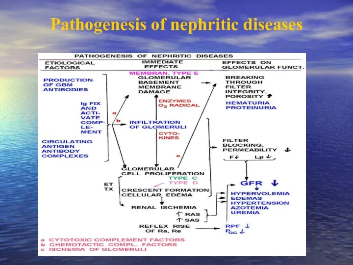 Pathogenesis of nephritic diseases