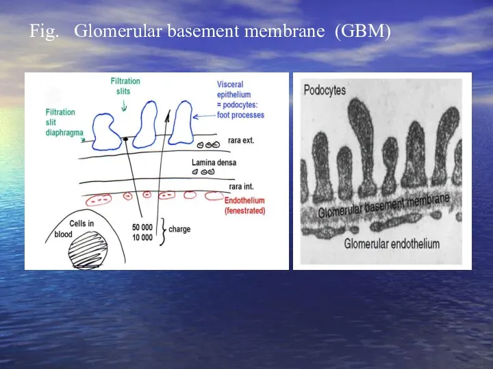 Fig. Glomerular basement membrane (GBM)
