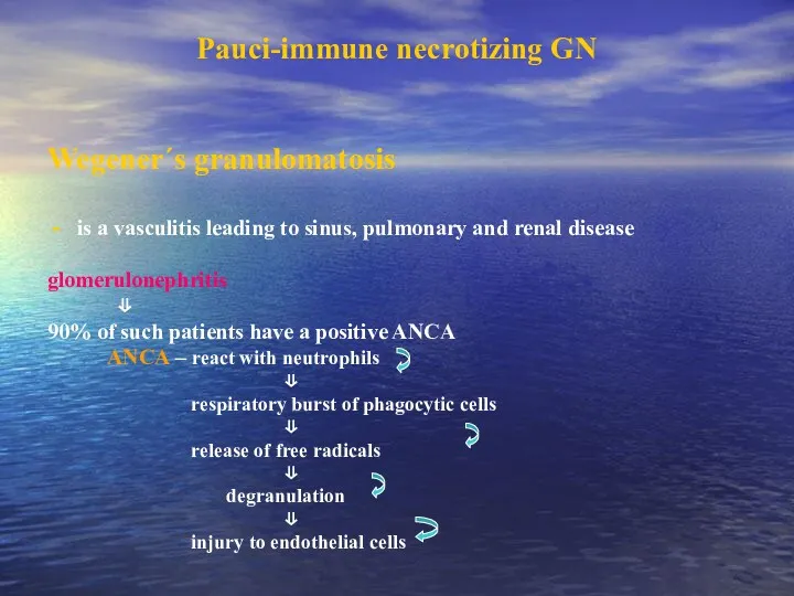 Pauci-immune necrotizing GN Wegener´s granulomatosis is a vasculitis leading to