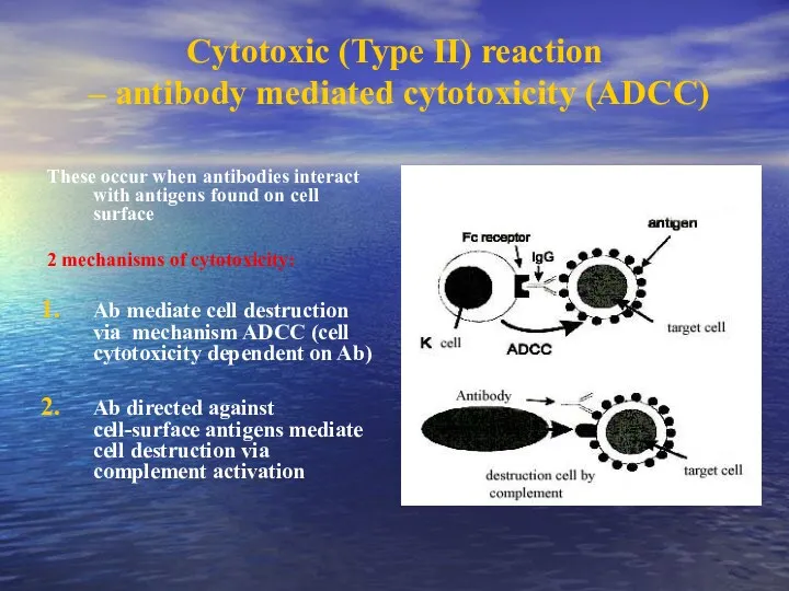 Cytotoxic (Type II) reaction – antibody mediated cytotoxicity (ADCC) These