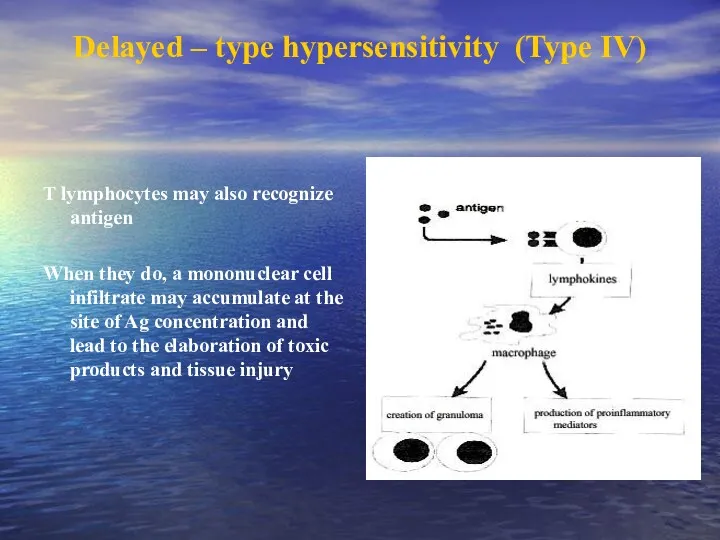 Delayed – type hypersensitivity (Type IV) T lymphocytes may also