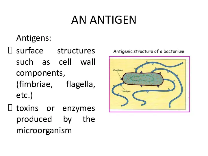 AN ANTIGEN Antigens: surface structures such as cell wall components,