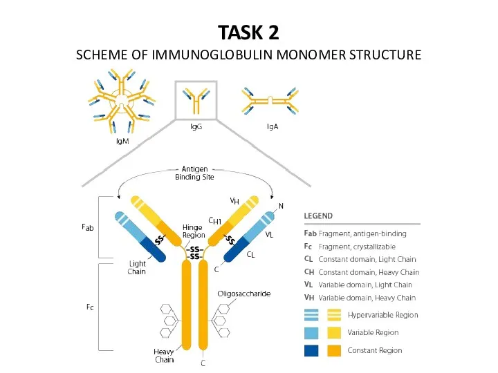 TASK 2 SCHEME OF IMMUNOGLOBULIN MONOMER STRUCTURE