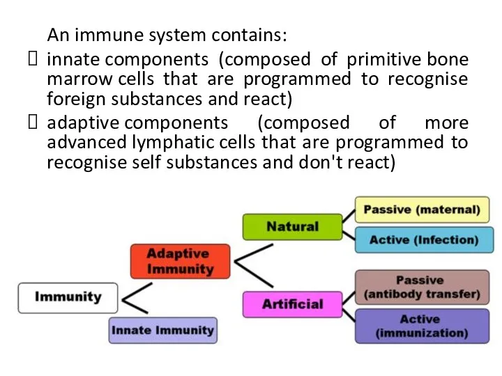 An immune system contains: innate components (composed of primitive bone