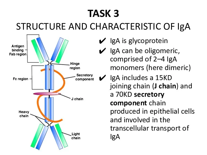 TASK 3 STRUCTURE AND CHARACTERISTIC OF IgA IgA is glycoprotein