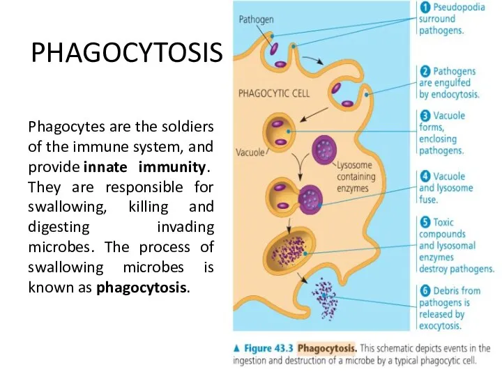 PHAGOCYTOSIS Phagocytes are the soldiers of the immune system, and