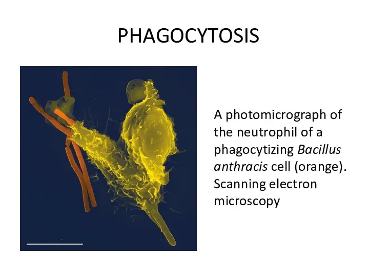 PHAGOCYTOSIS A photomicrograph of the neutrophil of a phagocytizing Bacillus anthracis cell (orange). Scanning electron microscopy