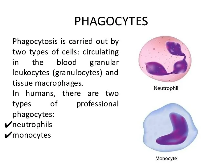PHAGOCYTES Phagocytosis is carried out by two types of cells: