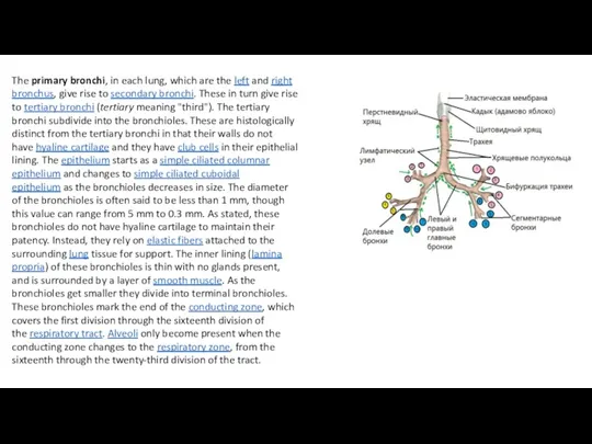 The primary bronchi, in each lung, which are the left