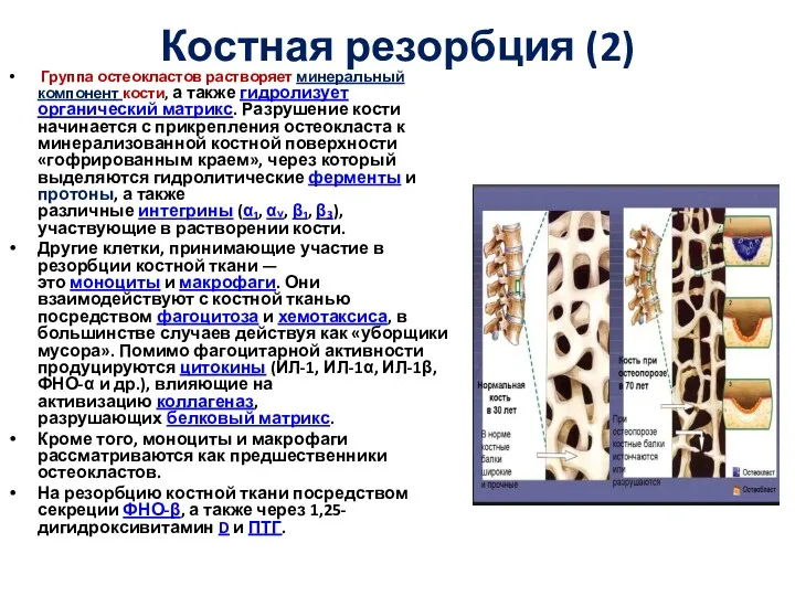 Костная резорбция (2) Группа остеокластов растворяет минеральный компонент кости, а