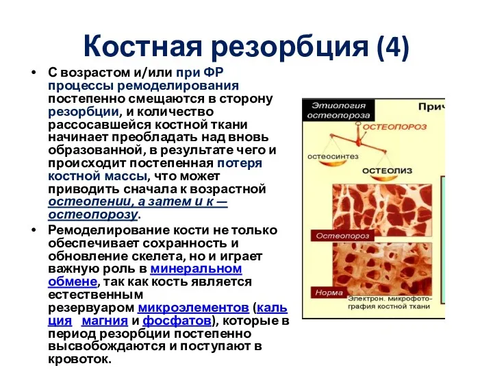 Костная резорбция (4) С возрастом и/или при ФР процессы ремоделирования