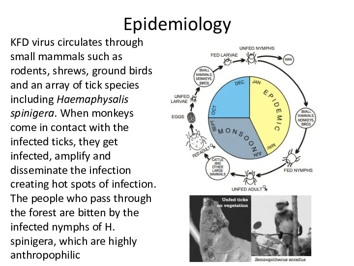 Epidemiology KFD virus circulates through small mammals such as rodents,