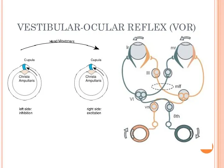 VESTIBULAR-OCULAR REFLEX (VOR) OEPF Copyright (C) 1991-2009