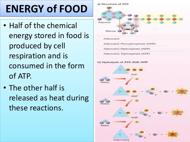 ENERGY of FOOD Half of the chemical energy stored in