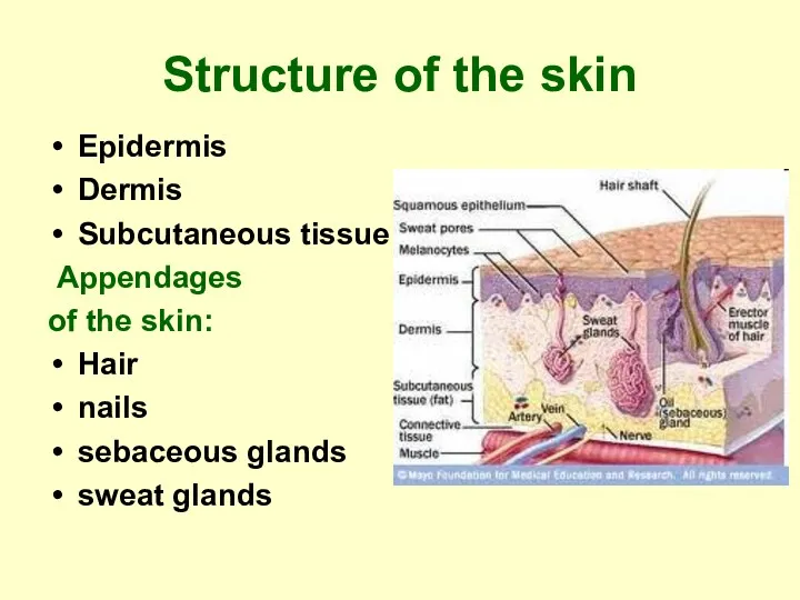 Structure of the skin Epidermis Dermis Subcutaneous tissue Appendages of