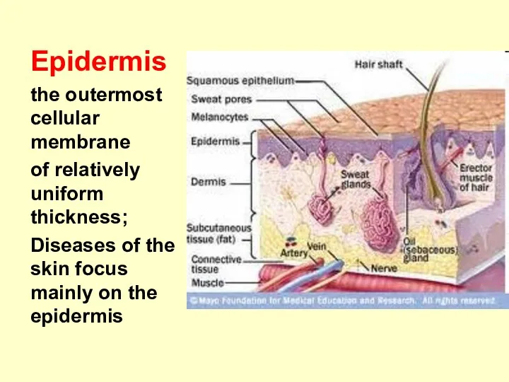 Epidermis the outermost cellular membrane of relatively uniform thickness; Diseases