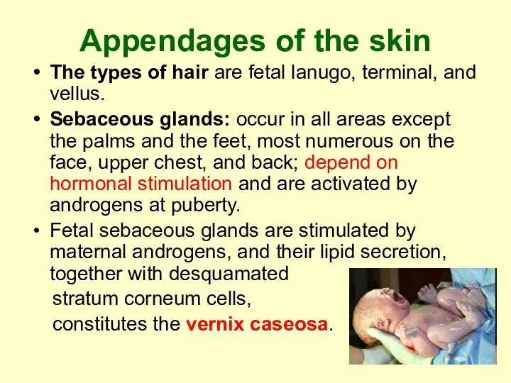 Appendages of the skin The types of hair are fetal