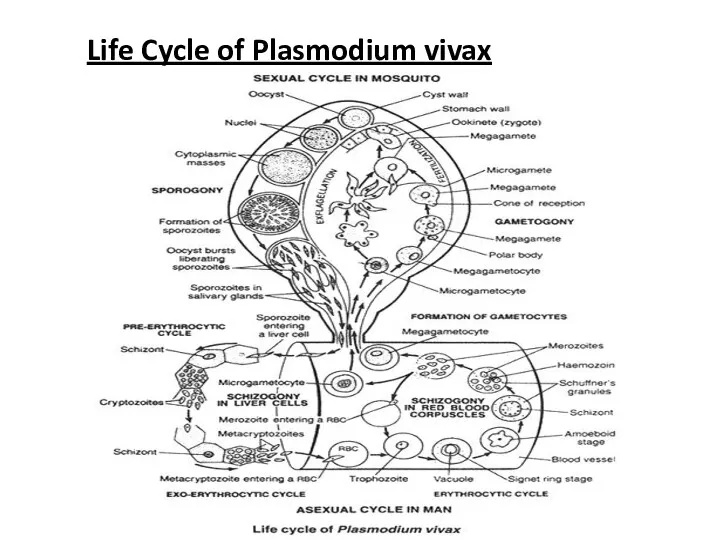 Life Cycle of Plasmodium vivax