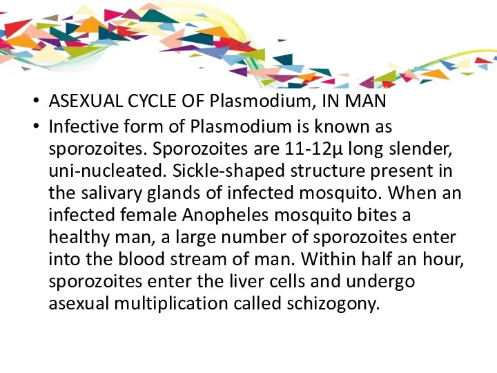 ASEXUAL CYCLE OF Plasmodium, IN MAN Infective form of Plasmodium