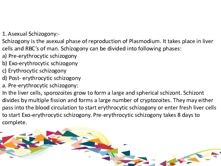 1. Asexual Schizogony:- Schizogony is the asexual phase of reproduction