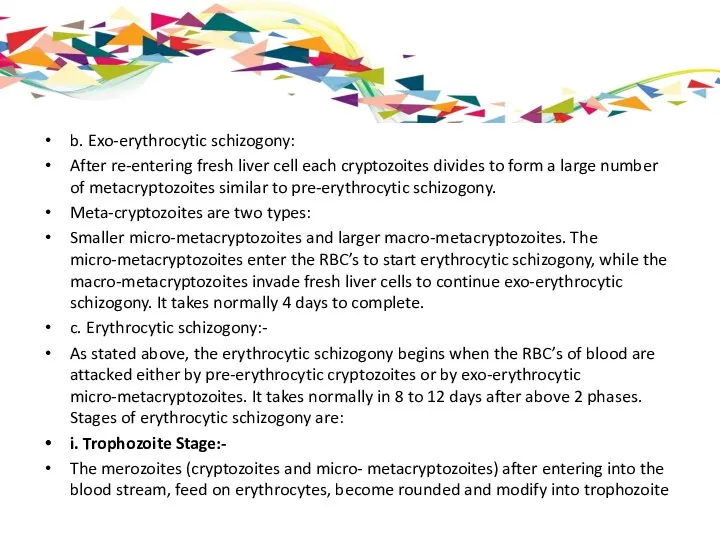 b. Exo-erythrocytic schizogony: After re-entering fresh liver cell each cryptozoites